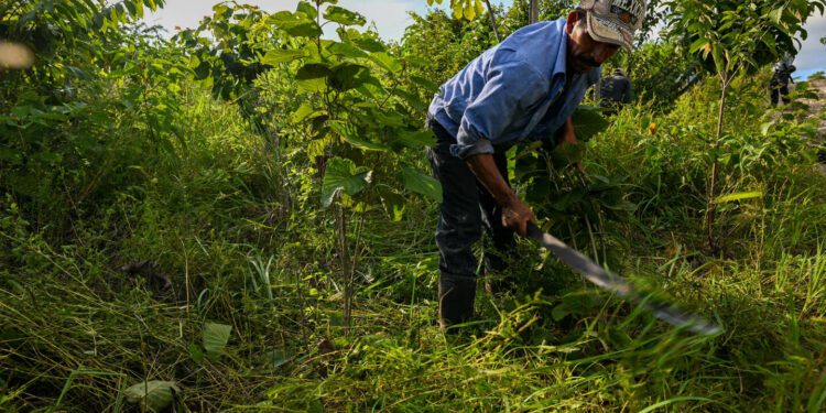 A model for combating deforestation