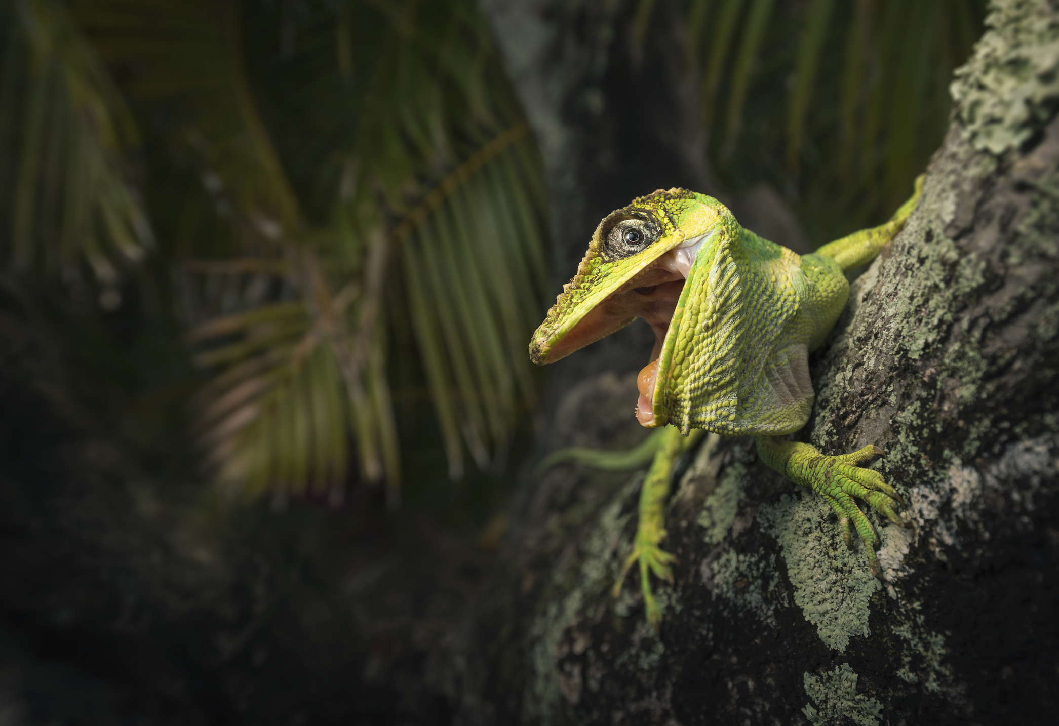 A knight anole lizard opens its mouth as it climbs up into tropical trees