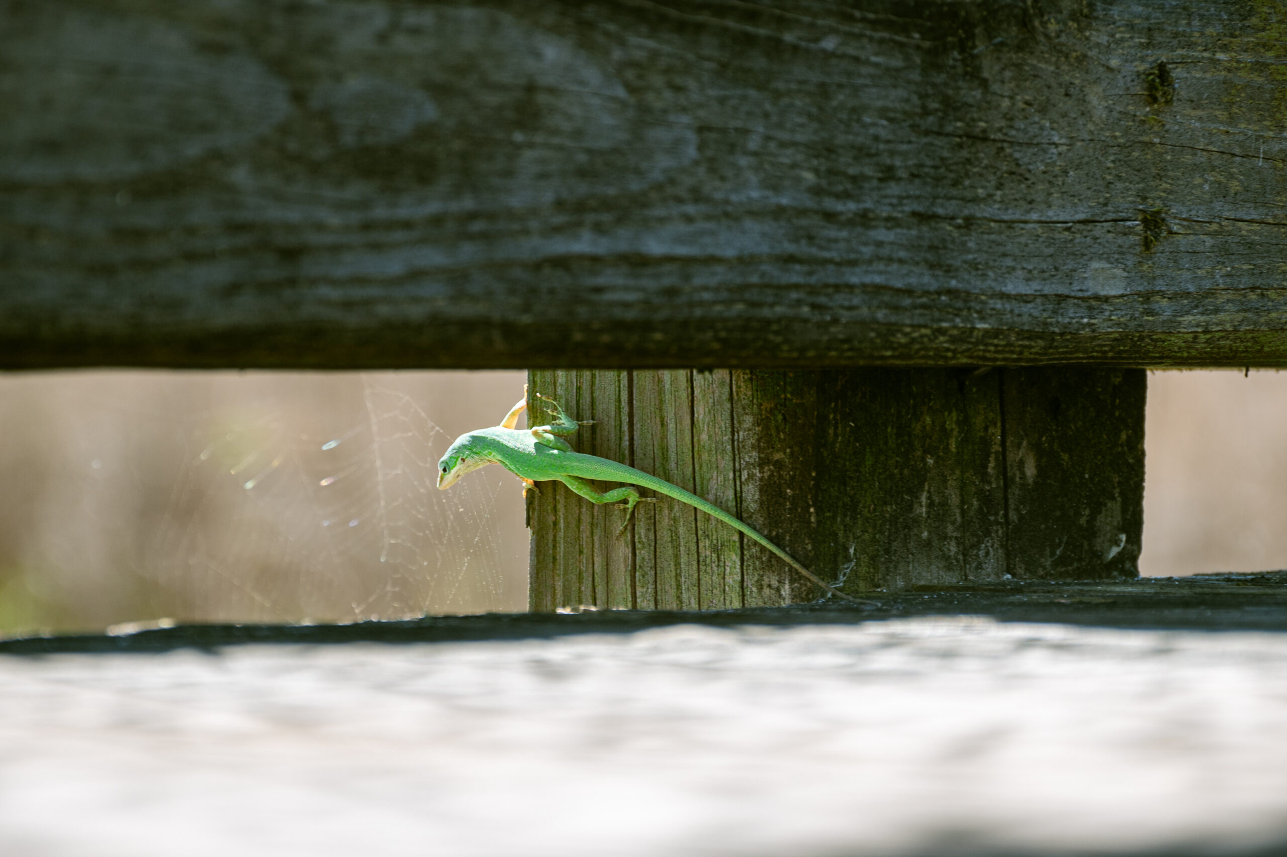 A green anole lizard sits on a fence post and waits to eat a spider. 