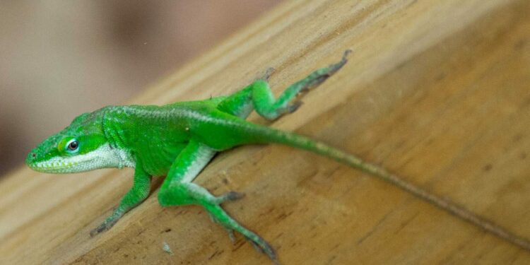 It's not easy being a green anole • Louisiana Illuminator