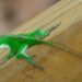 It's not easy being a green anole • Louisiana Illuminator