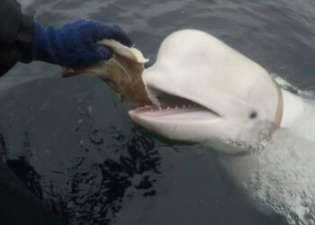 Who was Hvaldimir? Why the beluga whale was believed to be a Russian spy