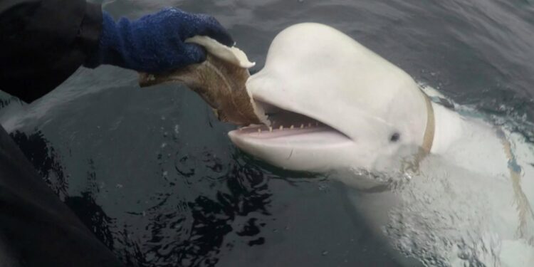 Who was Hvaldimir? Why the beluga whale was believed to be a Russian spy