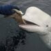 Who was Hvaldimir? Why the beluga whale was believed to be a Russian spy