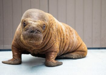 Baby walrus found abandoned in Alaska gets second chance at life