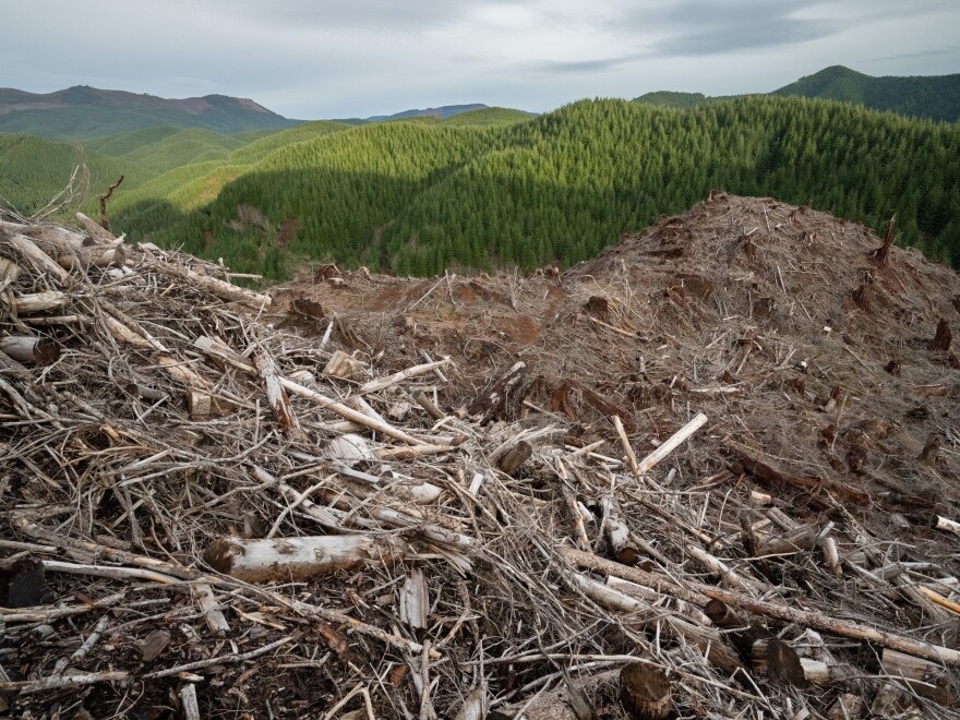 A clear-cut forest in Oregon’s Coast Range Forest. Recent research and analysis has shown that industrial logging practices impact both water quality and quantity. In Oregon’s Coast Range, stream flow was found to decrease by 50% on tree plantations that were cut on 40- to 50-year rotations.