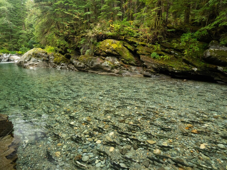 In the Pacific Northwest, it’s becoming increasingly difficult to experience large salmon runs that are similar to what was seen historically. The forests of the Pacific Northwest have some of the highest carbon storage potential of any forest type in the world. With certain tree species' ability to grow up to three times faster when supported by the nutrients salmon bring to a forest's ecosystem, it's believed that salmon restoration could be an important tool to help increase a forest’s ability to sequester carbon in the region.