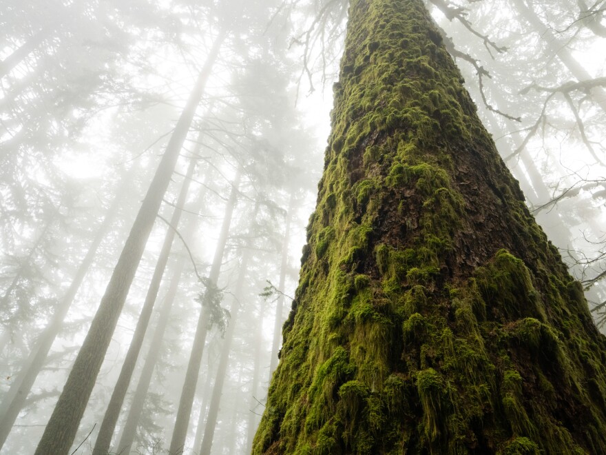 A giant Douglas Fir disappears into the fog in Oregon’s Coast Range. The temperate rainforests of western Oregon have some of the highest potential to capture carbon of any forest type in the world, storing an average of 1,127 metric tons per hectare.