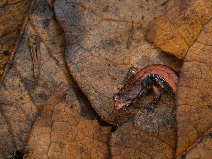 A western red-backed salamander navigates the understory leaf litter in a mature forest in Oregon’s Coast Range. Researchers in the Northwest have found that woodland salamanders actually play an important role in carbon storage by feeding on invertebrates that release carbon.