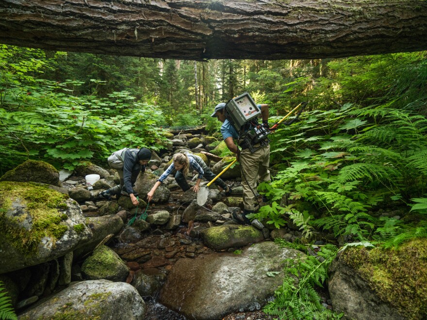 Biologists from Oregon State University survey for trout and amphibians in the H.J. Andrews Experimental Forest. Tucked in the Cascade Mountain Range in western Oregon, this long-term ecological research site is one of the most studied old-growth ecosystems on the planet and has laid the foundation for how we understand forests worldwide.