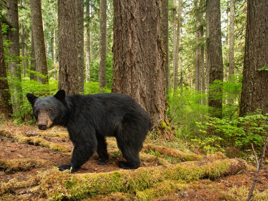 Navigating a maze of giant Douglas firs, a large black bear explores its home in one of the last old-growth stands left in Oregon’s Coast Range. These towering trees provide important habitat for bears, who use tree cavities as denning sites for their young and for hibernation.