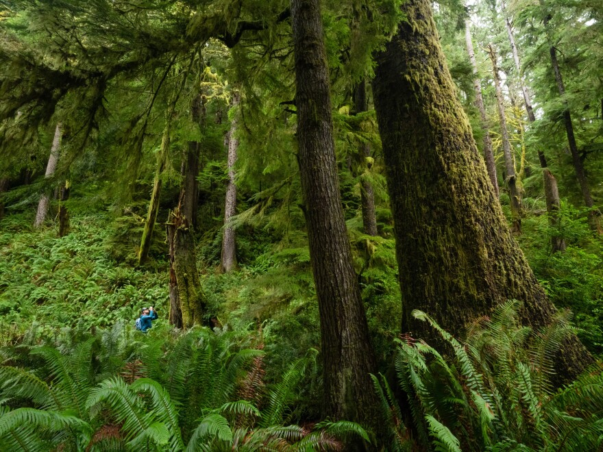 A hiker photographs a large western hemlock in an old-growth forest in Oregon’s Coast Range. Coastal forests in the region have some of the highest carbon-storing potential of any forest type in the world.