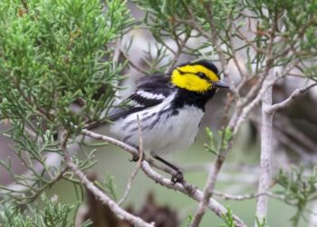 Failed U.S. ‘war on drugs’ endangers Central American bird habitats, study warns