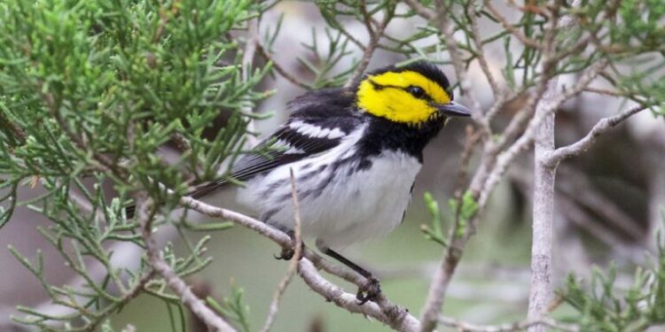 Failed U.S. ‘war on drugs’ endangers Central American bird habitats, study warns