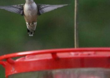 Soon, ruby-throated hummingbirds — one at a time — will head south for the winter | Arts and Culture
