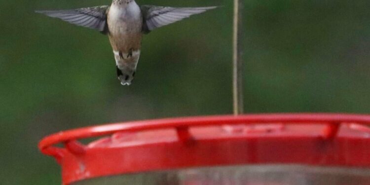 Soon, ruby-throated hummingbirds — one at a time — will head south for the winter | Arts and Culture