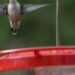 Soon, ruby-throated hummingbirds — one at a time — will head south for the winter | Arts and Culture