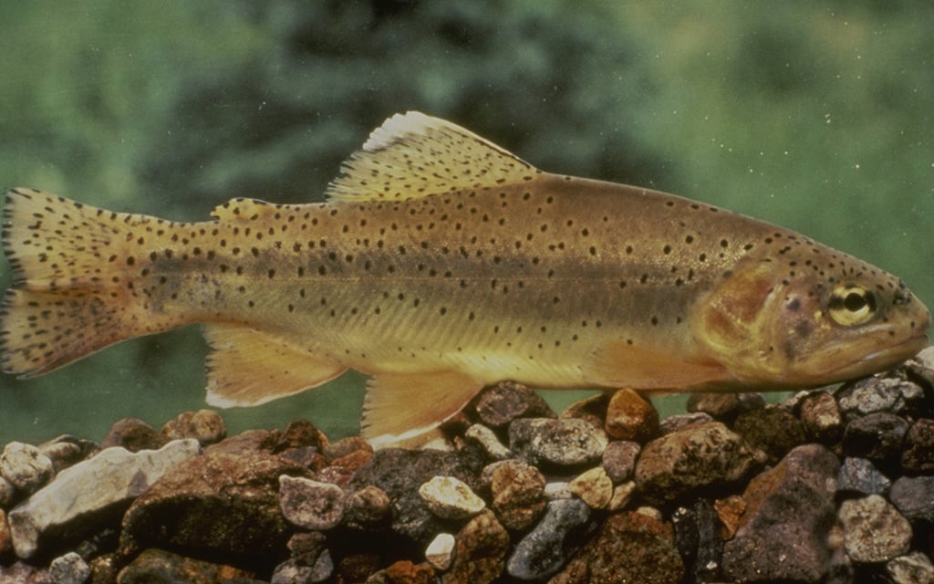 A brown trout with spotted patterns rests on a bed of colorful river rocks underwater, with a diffuse green aquatic background.