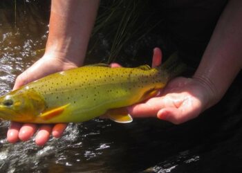 Arizona state fish, the Apache trout, dropped from endangered species list
