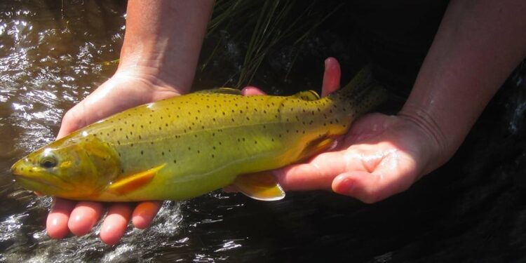 Arizona state fish, the Apache trout, dropped from endangered species list