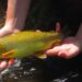 Arizona state fish, the Apache trout, dropped from endangered species list