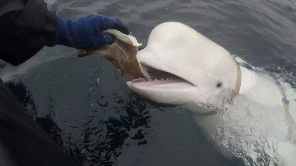 Was Hvaldimir, the Russian ‘spy whale’, killed? Mystery deepens over death of the famous white beluga – Firstpost