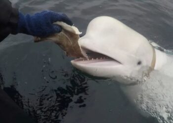 Was Hvaldimir, the Russian ‘spy whale’, killed? Mystery deepens over death of the famous white beluga – Firstpost
