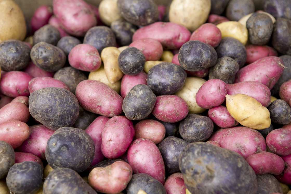 Mounds of red, white and purple potatoes