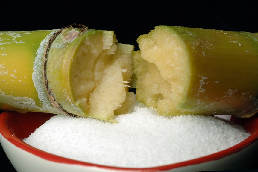 a piece of sugarcane broken in half on top of a bowl of sugar