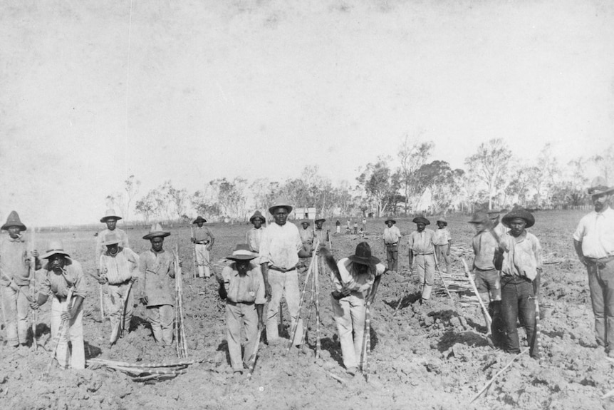 South Sea Islanders planting sugar cane at Ayr, Queensland. Circa 1890. They are wearing shirts, pants and hats.