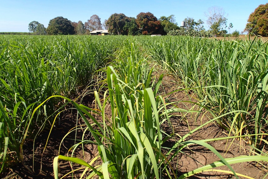 a field of sugarcane