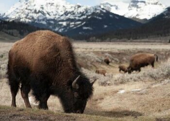 Nat Geo's 'National Parks: USA' Is a Must-Watch for Veterans with Free National Parks Access
