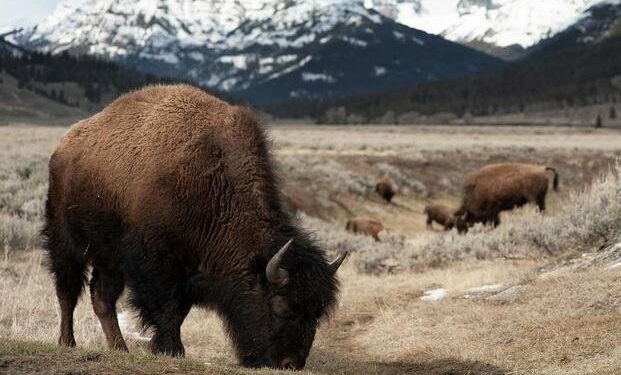 Nat Geo's 'National Parks: USA' Is a Must-Watch for Veterans with Free National Parks Access