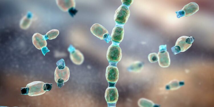 What you need to know about Valley fever after 19 infected at California music festival