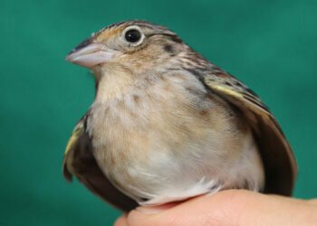 Hope for North America’s Most Endangered Bird
