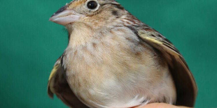 Hope for North America’s Most Endangered Bird