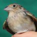 Hope for North America’s Most Endangered Bird