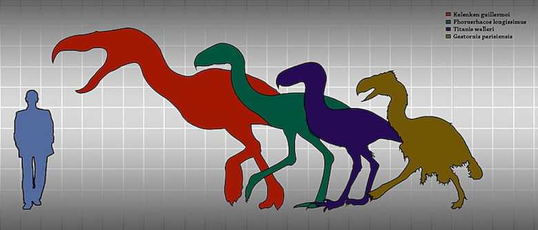 Size comparison between a human and some of the best known large terror birds: Kelenken, Phorusrhacos, Titanis and Gastornis.