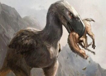 Terror Birds, the Superpredators of Prehistoric South America