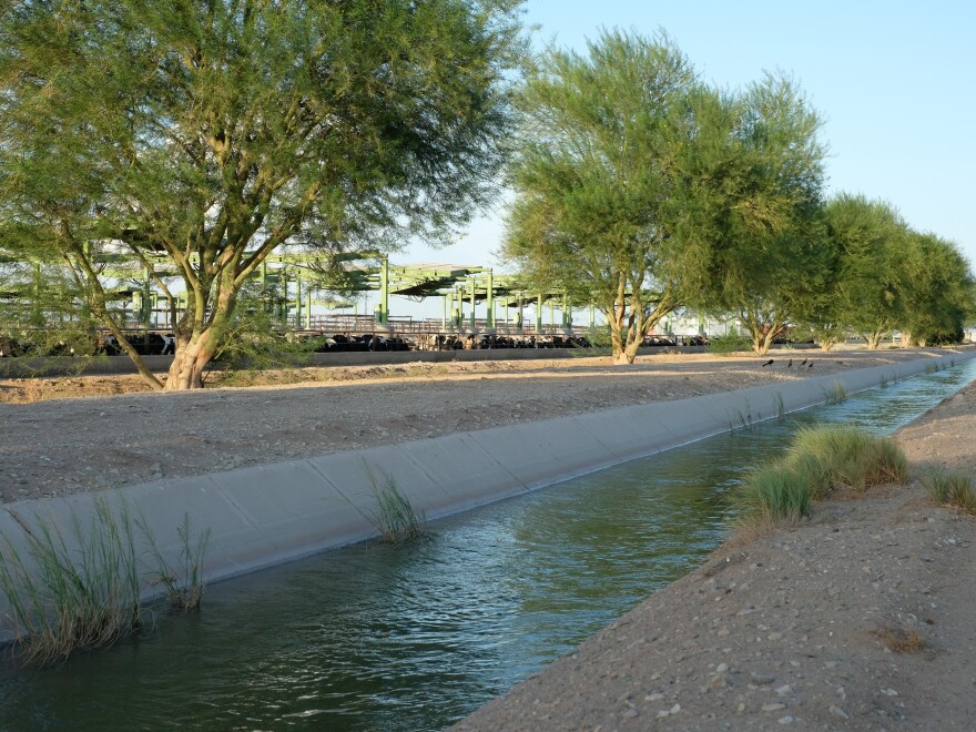 A canal of Colorado River water in the Imperial Valley runs beside a cattle feedlot.