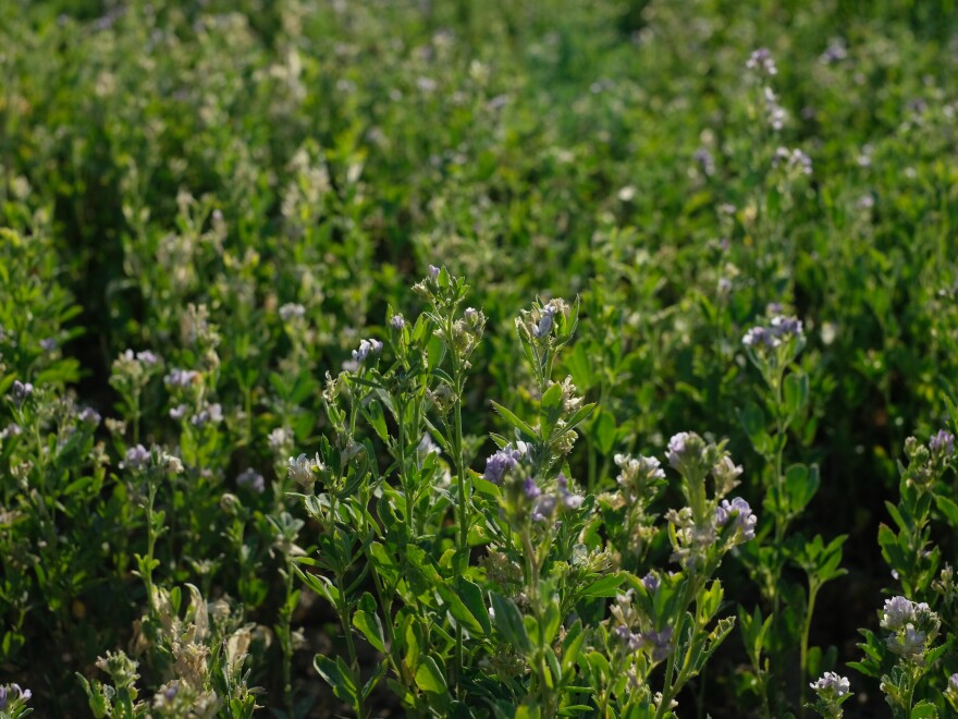 Alfalfa seed grows in the Imperial Valley of Southern California.