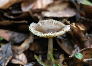 To save endangered trees, researchers in South America recruit an army of fungi