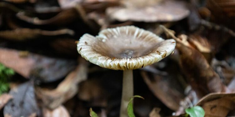 To save endangered trees, researchers in South America recruit an army of fungi