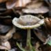To save endangered trees, researchers in South America recruit an army of fungi