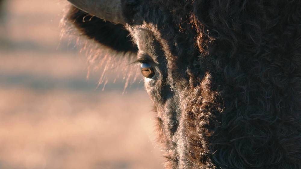 SUPPLIED
                                Bison once roamed all over North America in herds of tens of millions.