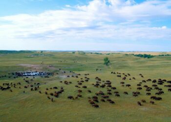 Giving a voice to the North American buffalo – Winnipeg Free Press