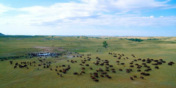 Giving a voice to the North American buffalo – Winnipeg Free Press