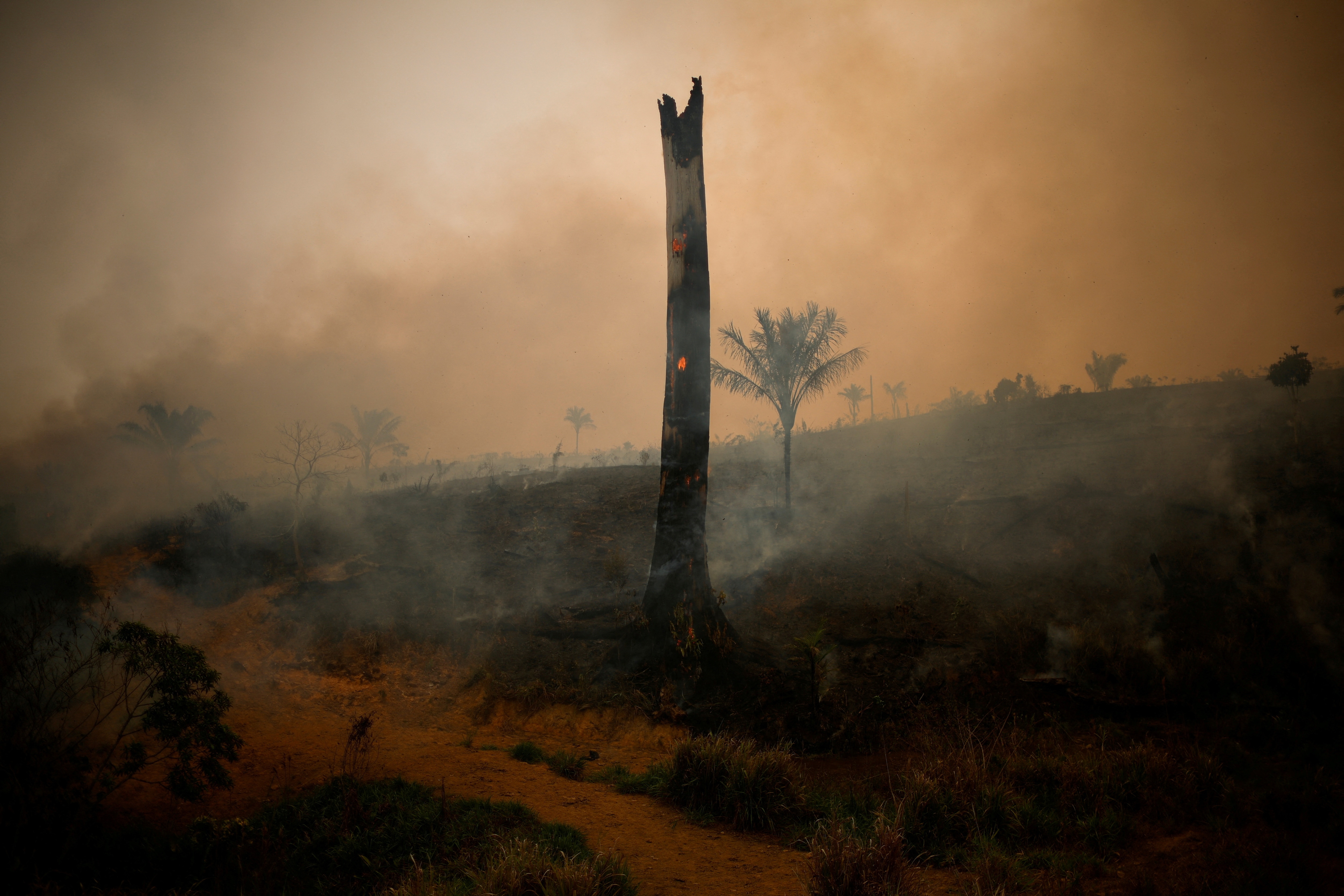 A tree burns during a fire rising in Amazon rainforest in Apui, Amazonas state, Brazil.