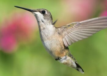Chicken Scratch: Speak to me of resilience and possibility (in the aftermath of Apalachee)