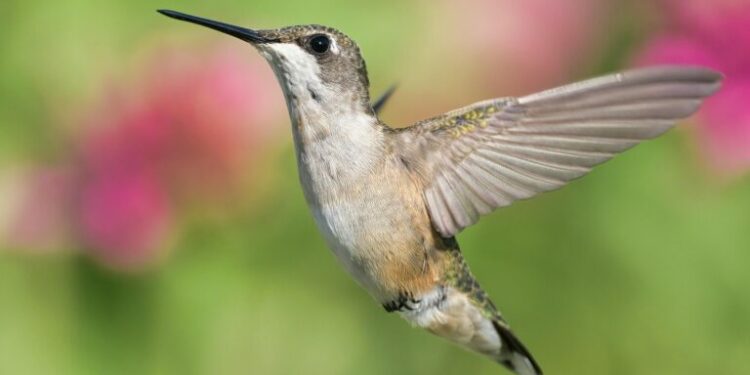 Chicken Scratch: Speak to me of resilience and possibility (in the aftermath of Apalachee)
